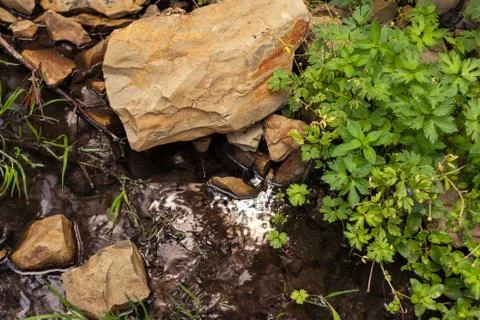 A small stream in the forest Stock Photos