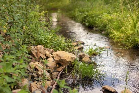 A small stream in the forest Stock Photos