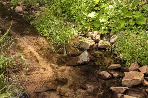 A small stream in the forest Stock Photos