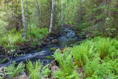 Small stream in forest Stock Photos