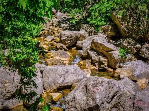 Small stream in the forest Stock Photos