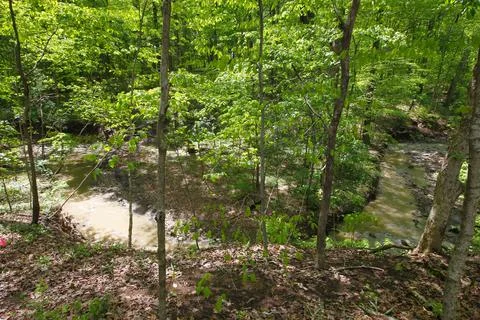 Small Stream in a Forest in Spring Stock Photos