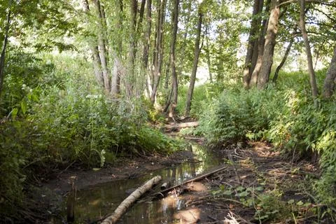 Small stream in the forest on a sunny summer day. Landscape. Stock Photos