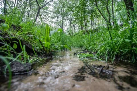 A small stream formed during the rain in the forest, close up. Stock Photos