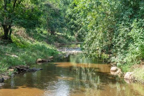 A small stream is found in the center of a lush jungles of Africa, Tanzania Stock Photos