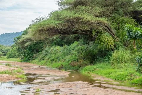 A small stream is found in the center of a lush jungles of Africa, Tanzania Stock Photos