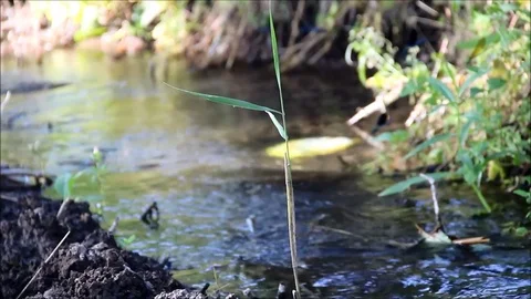 A small stream with grass and dragonflies flying over the water Stock Footage 77861813