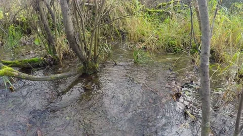 Small stream in the grass and dwarf birch. Video stock 55299839