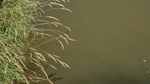Small Stream With Grass Growing On Bank Stock Footage 133927812