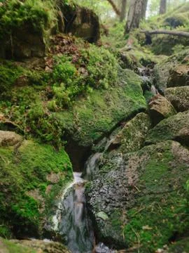 Small stream in greem forest in summer, moss growing on rocks Stock Photos