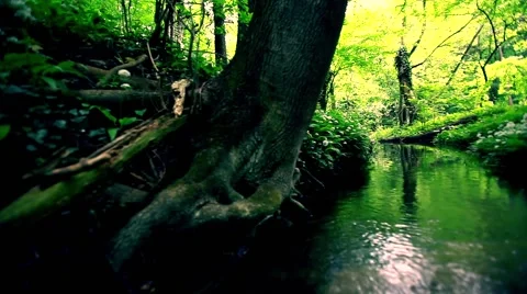 Small stream in green forest Stock Footage 49903758