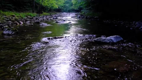 Small stream in green forest Stock Footage 137311949