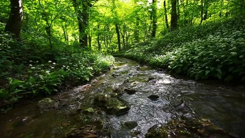 Small stream in green forest Stock Footage 137331157