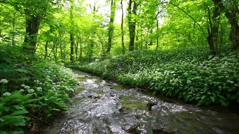Small stream in green forest Video stock 137331160