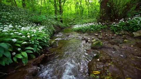 Small stream in green forest Stock Footage 137331186