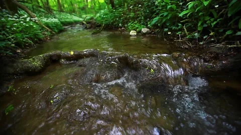 Small stream in green forest Stock Footage 138457822