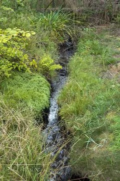 A small stream in the green, with sun reflections Stock Photos