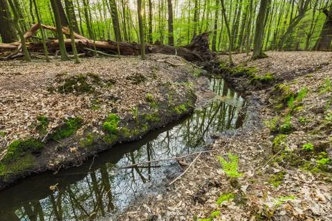 Small stream in greenery spring forest. Stock Photos
