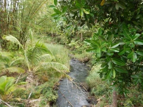 Small stream on Guam Stock Photos