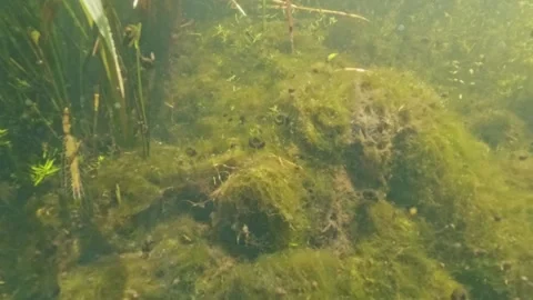 Small stream half-and-half shots, showing underwater life and the surface. .. Stock-Footage 279383894