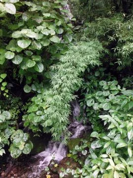 Small stream in a Himalayan forest Stock Photos
