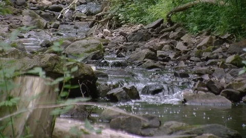 Small stream i a lush green forest Stock Footage 86357083