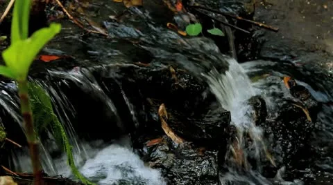 Small Stream in Jungle Stock Footage 8986444