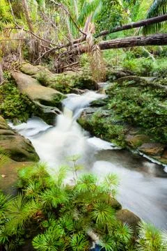 Small stream in jungle Stock Photos