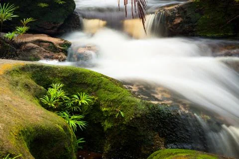 Small stream in jungle Stock Photos