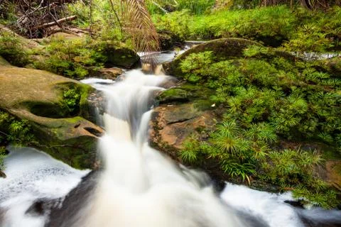 Small stream in jungle Stock Photos
