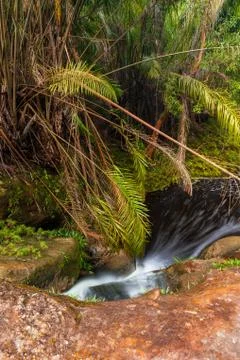 Small stream in jungle Stock Photos