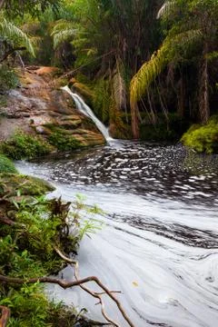 Small stream in jungle Stock Photos