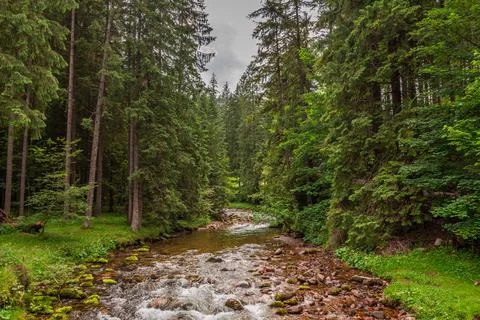 Small stream in Koscieliska valley. Tatra Mountains in summer Stock Photos