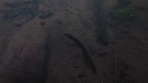 In a small stream, a leech waits at the bottom for its prey. The underwater.. Stock-Footage 278023334