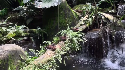 A small stream with a log in the middle Stock Footage 282241081