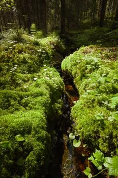 Small stream in the lush forest at summer Stock Photos