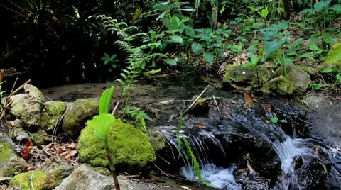 Small Stream in Lush Jungle (loop) Stock Footage 8986450