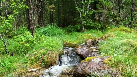 Small stream in lush norwegian landscape, water, river, Norway, Pan, Panorama Stock Footage 204846848