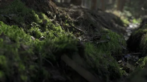 Small stream in the magical old spruce tree forest. Stock Footage 130316177