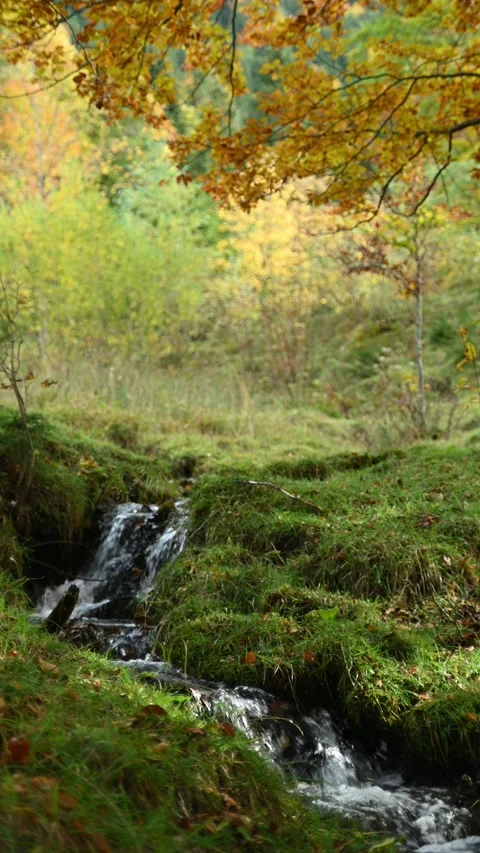 A small stream in a meadow in autum, vertical shot Video stock 288150430