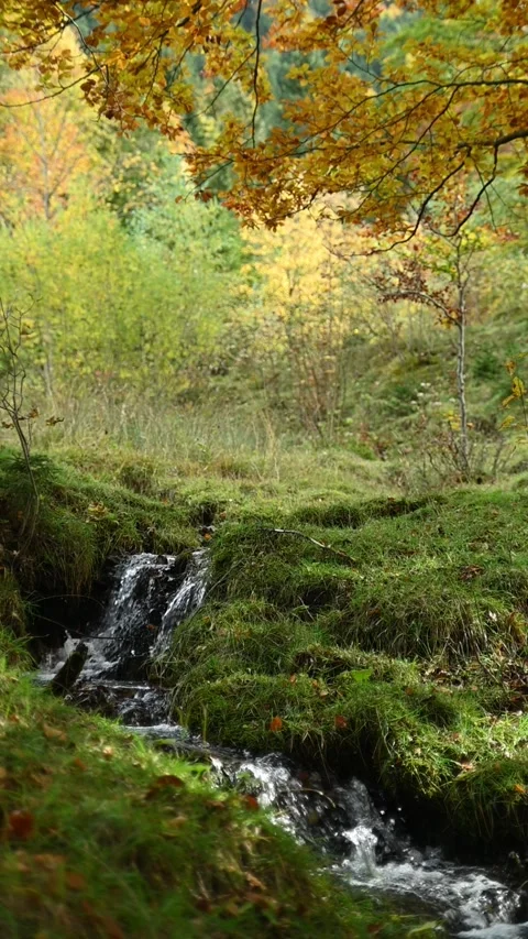 A small stream in a meadow in autum, vertical shot, slow motion Stock-Footage 288151746