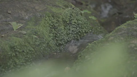 Small stream, meditating scene, China. Stock Footage 242650192
