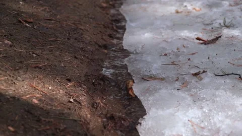 Small stream of meltwater flows out from under snow. spring snow melting closeup Stock Footage 232364748