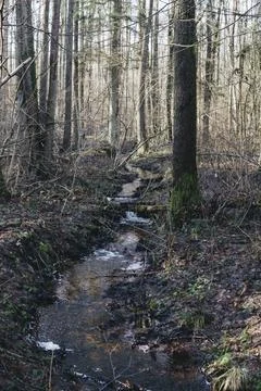 Small stream in the middle of the forest during winter season Stock Photos
