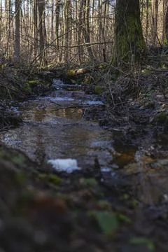 Small stream in the middle of the forest during winter season Stock Photos
