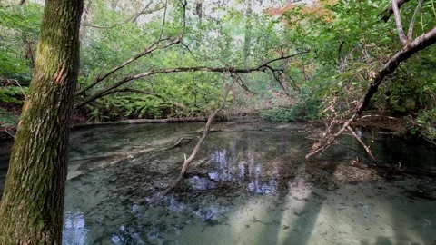 Small stream in the middle of a forest in the natural park Stock Footage 286759251