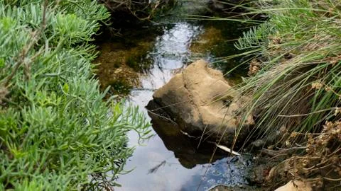 Small stream in the middle of the forest Stock Photos