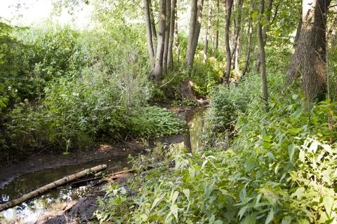 A small stream in the middle of a forest with trees and bushes Stock Photos