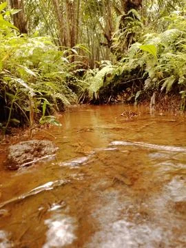 Small stream in the middle of the garden Foto stock