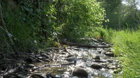 Small stream in the middle of the woods. Stock Footage 163802285
